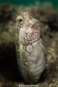 Micro life on the Andamans sea_Blenny fish_April 2024
(C... by Antonio Venturelli 